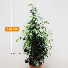Ficus Benjamina Danielle 110 cm