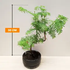 Метасеквоия Metasequoia glyptostroboides 30 см