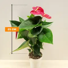 Антуриум Anthurium Arisa red 25 см