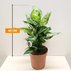 Диффенбахия Dieffenbachia Compacta 40 см