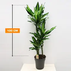 Драцена Dracaena Cintho 100 см
