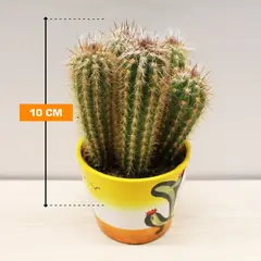 კაქტუსი Cactus mix i 'Decorpot' Mammilaria