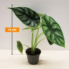 Alocasia Dragon Scale 10 cm
