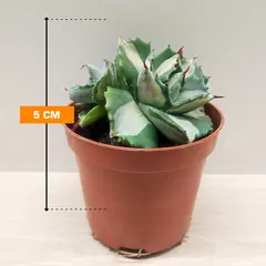 Алоэ Agave potatorum 5 см