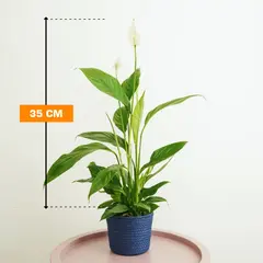 Spathiphyllum Alana 35 cm