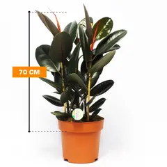 Фикус Ficus El Abidjan 70 см