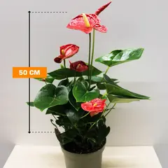 Антуриум Anthurium Jungle mix 50 см