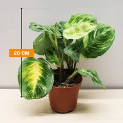 მარანტა Maranta variegata (bont) leuconeura