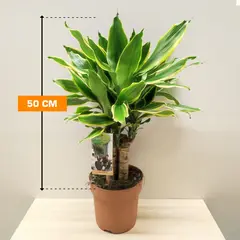 Драцена Dracaena Golden Coast carroussel 50 см