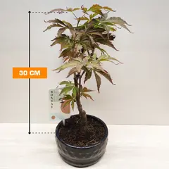 ნეკერჩხალი Acer palmatum 30 სმ