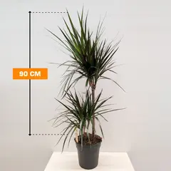 Драцена Magenta 90 см