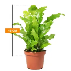 ასპლენიუმი Asplenium nidus Campio 18 სმ