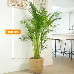 Дипсис Dypsis lutescens 100 см