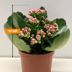 კალანხოე Kalanchoe blossfeldiana - Rosalina mix 10 სმ