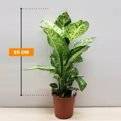 დიფენბახია Dieffenbachia Mars Purify 55 სმ