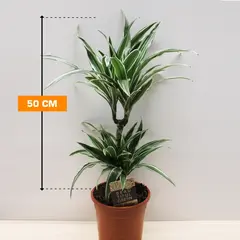 Драцена Dracaena fragrans Warneckeii 50 см