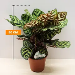 კალათეა Calathea Makoyana 30 სმ