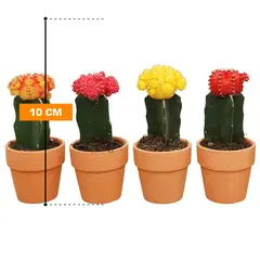 ჰიმნოკალიციუმი Gymnocalycium mix grafted 10 სმ