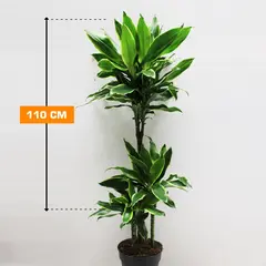 დრაცენა Dracaena Golden Coast 110 სმ