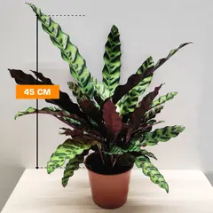 Калатея Calathea rufibarba 45 см