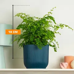 Адиантум Adiantum Fragrans 18 см
