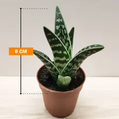 Алоэ Aloe variegata 35 см