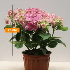 Гортензия Hydrangea mixed 25 см