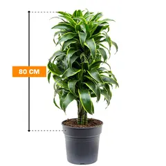 დრაცენა Dracaena Dorado 80 სმ