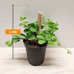 პეპერომია Peperomia Rotundifolia 5 სმ