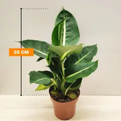 დიფენბახია Dieffenbachia Green Magic Purify 35 სმ