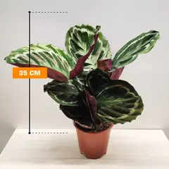 კალათეა Calathea Medallion 35 სმ