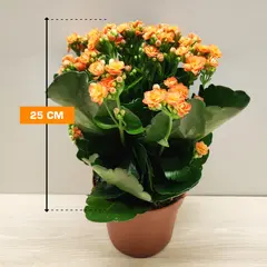 კალანხოე Kalanchoe blos mix 25 სმ