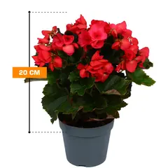 Бегония Begonia elatior mix P14 Premium 20 см