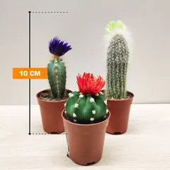 კაქტუსი Cactus luxe mix/Pilocereus chrysostele 505/5