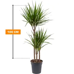 Драцена Marginata 100 см