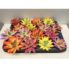 Echeveria Miranda rainbow bicolor