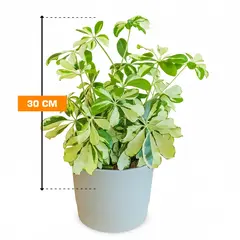 Schefflera Charlotte busch 30 cm