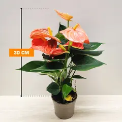 ანტურიუმი Anthurium Orange Champion 30 სმ