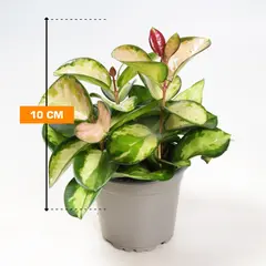 Хойя Hoya australis Lisa 3pp