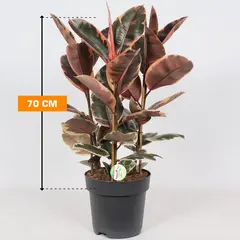 Фикус Ficus El belize 3pp 70 см