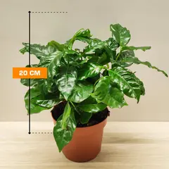 Coffee tree COFFEA ARABICA 20 cm