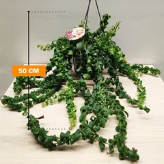 Эсхинатус Aeschynanthus mix 50 см