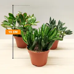 Crassula money tree mixed
