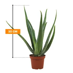 Aloe Vera 30 cm