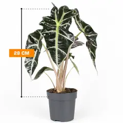 Alocasia Polly 28 cm