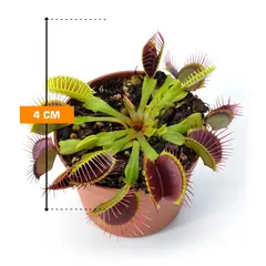 Dioney (Venus flycatcher) Dionaea muscipula