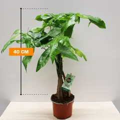 Pachira aquatica gevlochten stam 40 cm