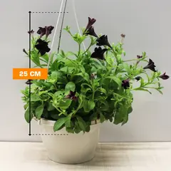 Петуния PETUNIA HANGING 25 см