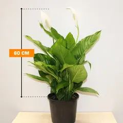 Спатифиллюм Spathiphyllum 60 სმ