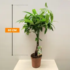 Pachira aquatica gevlochten stam 60 cm